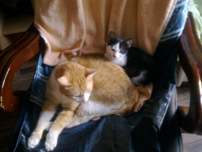 bercea mondiala in spatele lui mache