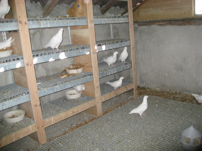 IMG_0058 - Porumbei albi alta locatie