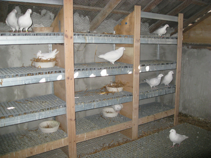 IMG_0059 - Porumbei albi alta locatie