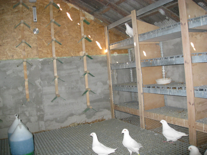 IMG_0085 - Porumbei albi alta locatie