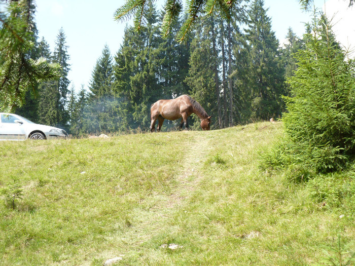 P1020546 - PADIS 2012