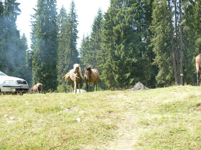 P1020548 - PADIS 2012