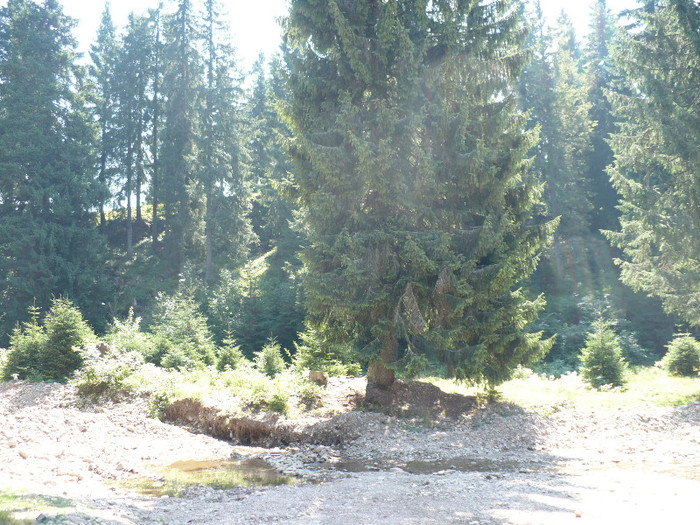 P1020550 - PADIS 2012