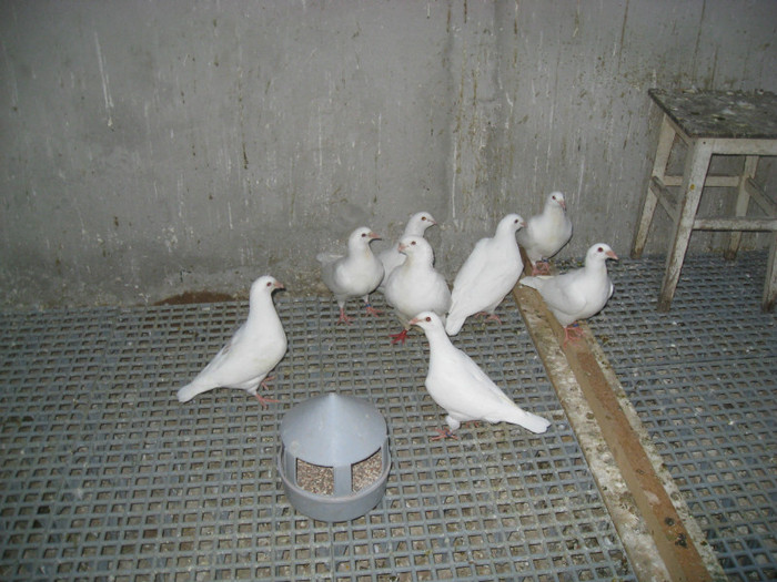 IMG_0945 - Porumbei albi alta locatie