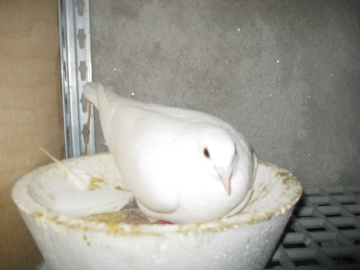 IMG_0942 - Porumbei albi alta locatie