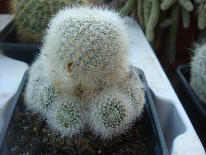 DSC05534 - Cactusi