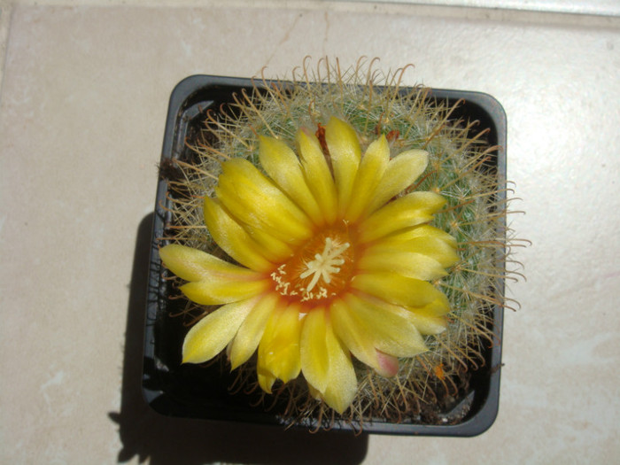 DSC05495 - Cactusi