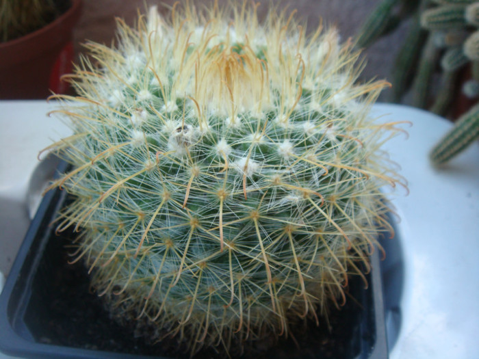 DSC05535 - Cactusi