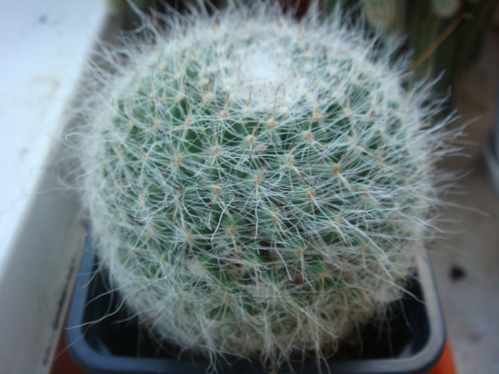 DSC05536 - Cactusi