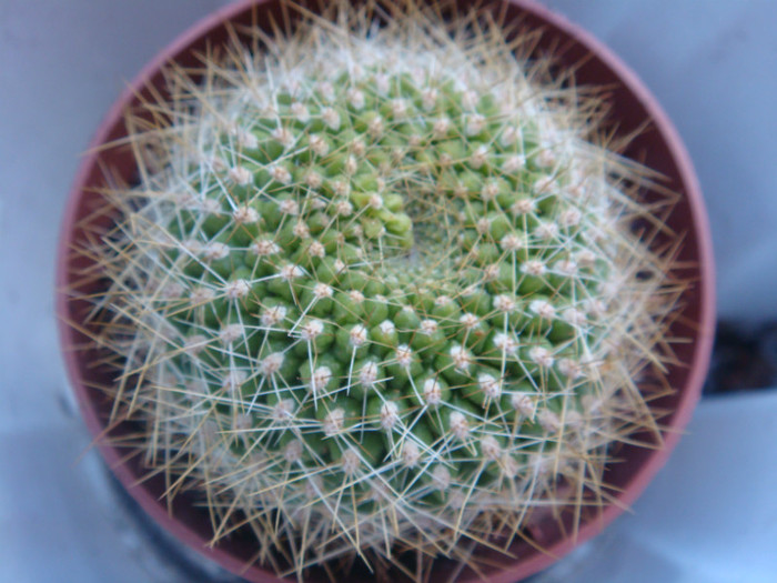 DSC05532 - Cactusi