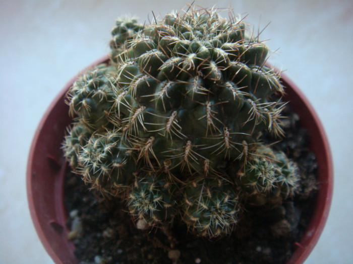 DSC05542 - Cactusi