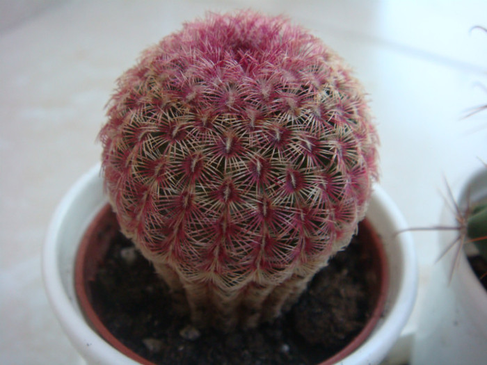 DSC05543 - Cactusi