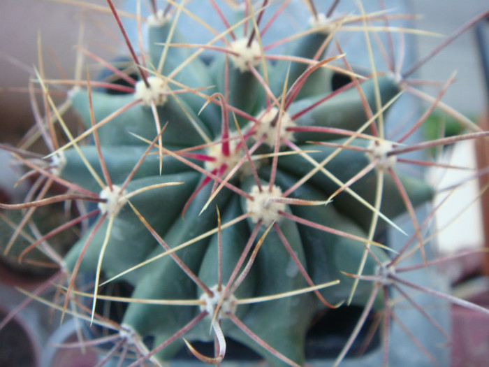 din seminte - Cactusi