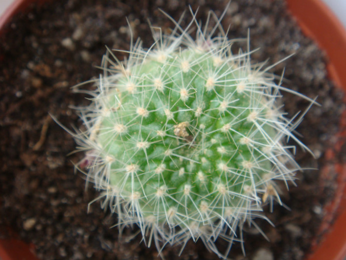 DSC05156 - Cactusi