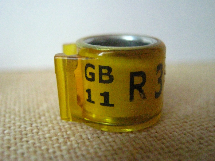 GB  11  R - MAREA BRITANIE GB