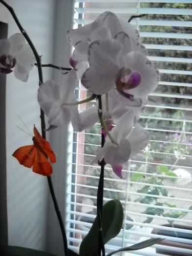 9 IUNIE - 2012- Orhideea