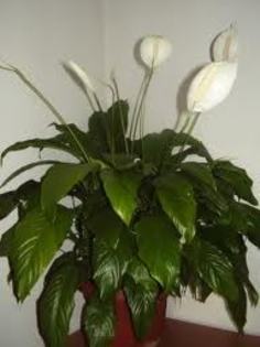 spathiphyllum - 2012 FLORI DE CAMERA