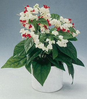 clerodendrum  thomsoniae - 1 IMI DORESC poate ma ajuta cineva