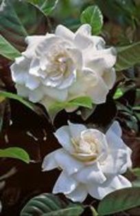 gardenia - 2012 FLORI DE CAMERA