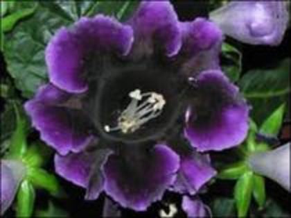 gloxinia - 2012 FLORI DE CAMERA