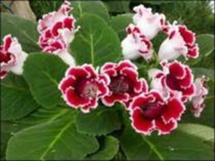 gloxinia - 2012 FLORI DE CAMERA