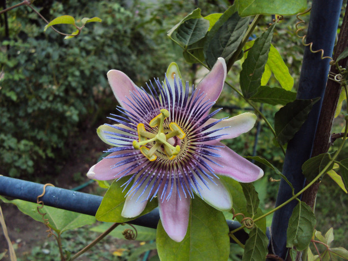 passiflora alatocaerulea