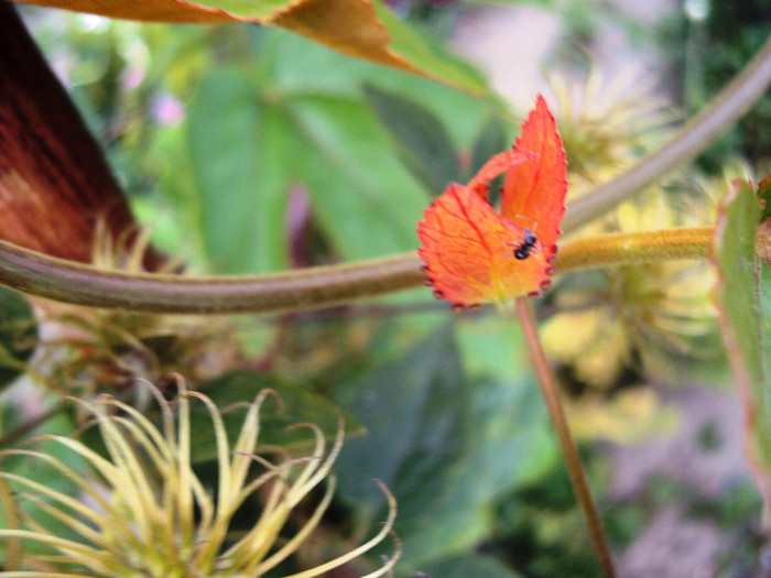 Passiflora vitifolia