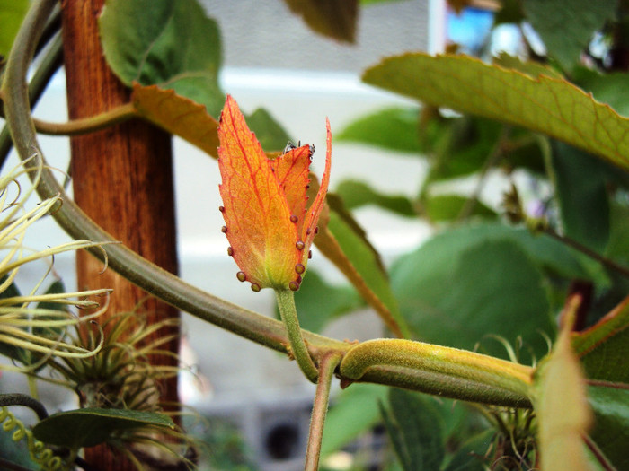 e superb!!! - Passiflora
