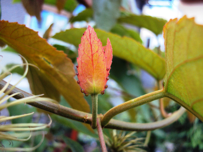 DSC09102 - Passiflora