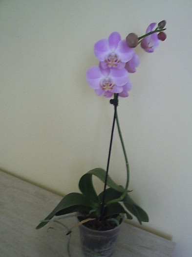 14.08.2012 - Phalaenopsis