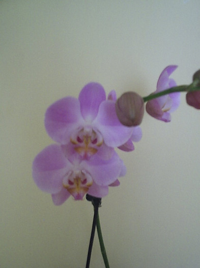 14.08.2012 - Phalaenopsis