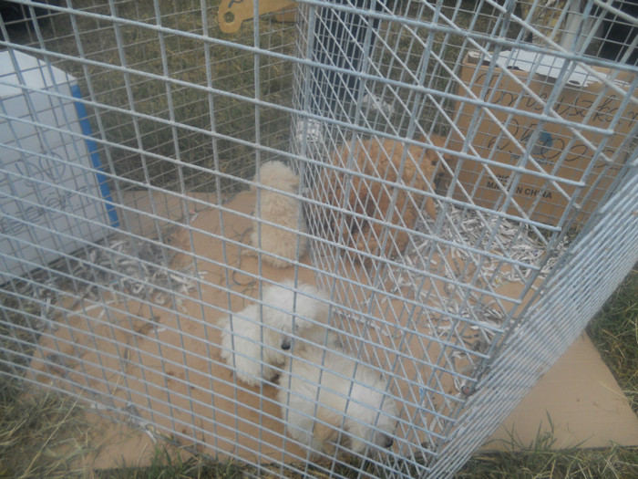 DSCN2616 - Monor August 2012