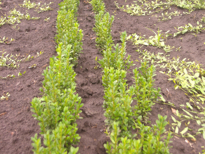 PIC04614 - buxus de vanzare