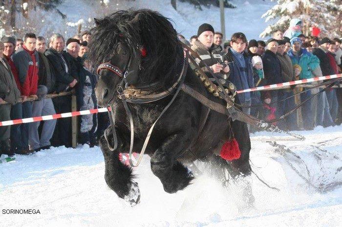 317930_398073643567347_133507684_n - cai frumosi