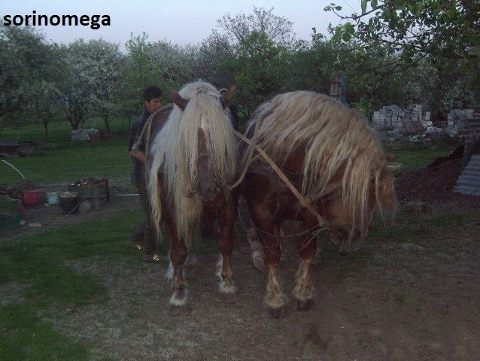 601342_252850161501328_2012051320_n - cai frumosi