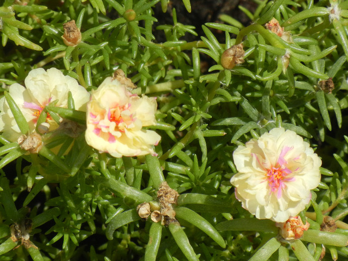 Portulaca grandiflora (2012, Aug.03) - PORTULACA Grandiflora