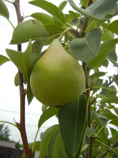 Pears_Pere Napoca (2012, July 17)