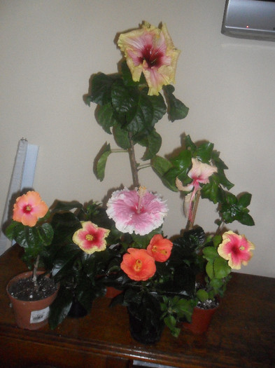 Hibiscus grup