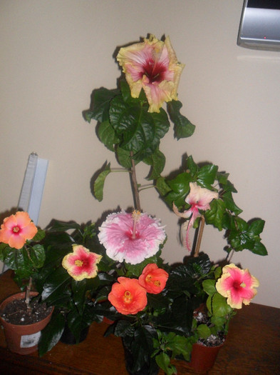Hibiscus grup