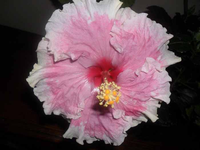 Hibiscus Baby Girl