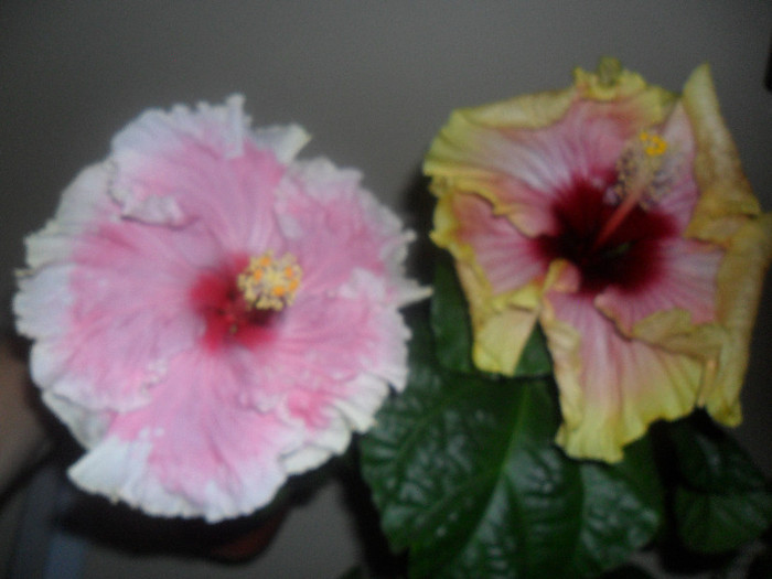 Hibiscus Baby Girl + Tahitian Quinn