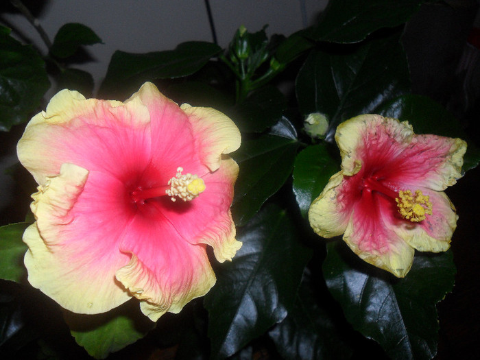 Hibiscus June's Dragon + Oberon