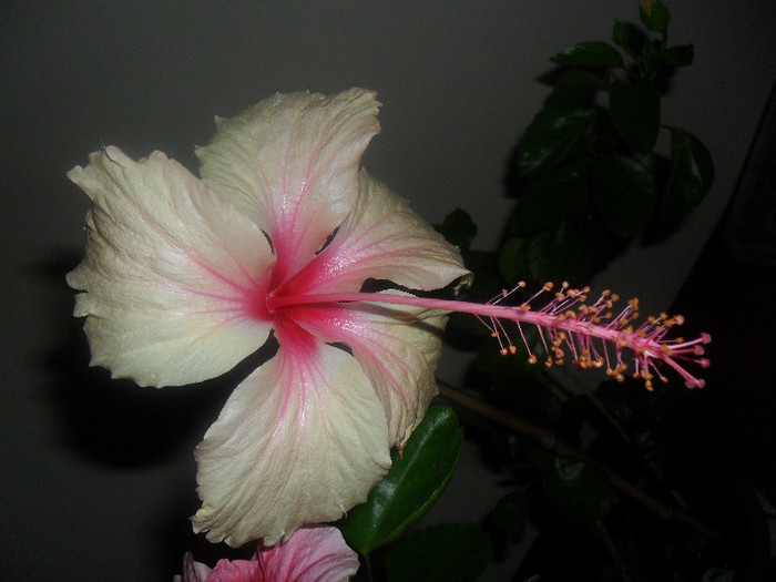Hibiscus Rowenas Weeding - Hibiscus 2012-2