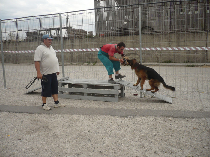 P1100596 - CIOBANESC GERMAN 2012 si ciobanesc malinois