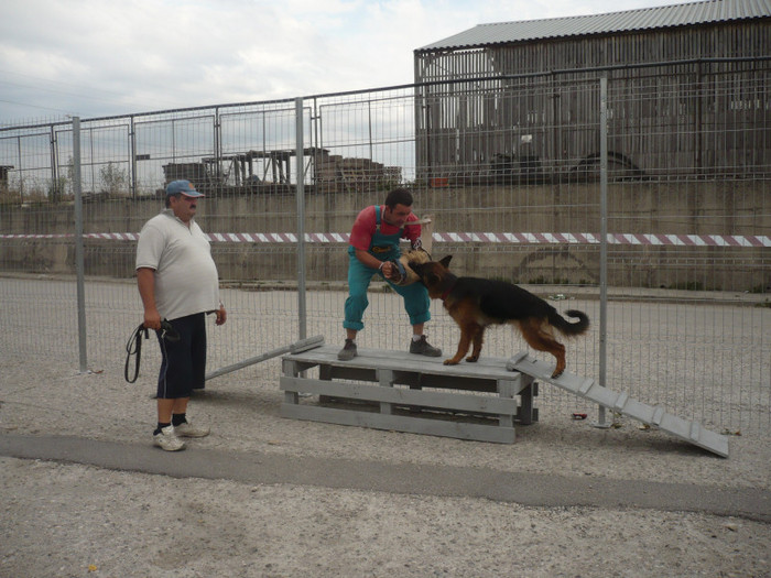 P1100597 - CIOBANESC GERMAN 2012 si ciobanesc malinois