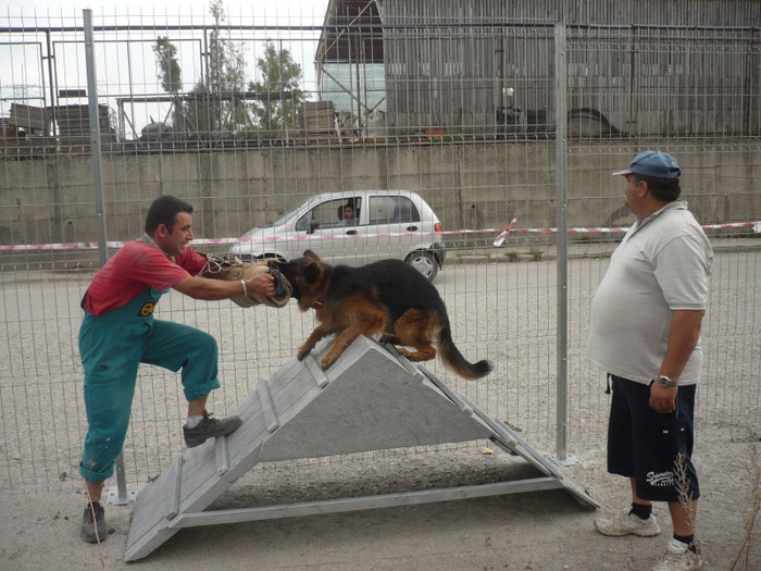 P1100651 - CIOBANESC GERMAN 2012 si ciobanesc malinois