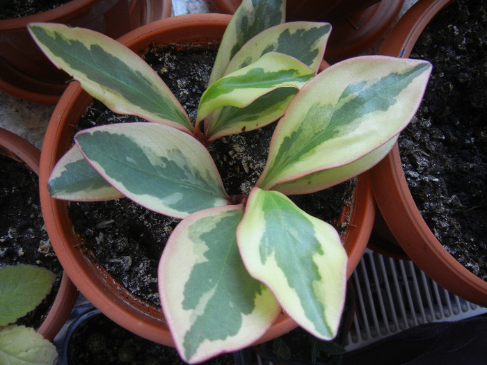 Peperomia clusiifolia (2011, Oct.27) - Peperomia clusiifolia