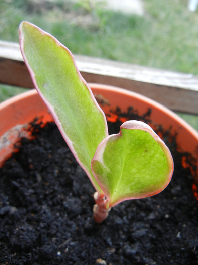 Peperomia clusiifolia (2012, Aug.14) - Peperomia clusiifolia