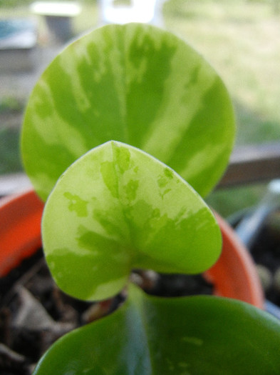 Peperomia obtusifolia Var. (`12, Aug.14) - Peperomia obtusifolia Var