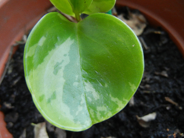Peperomia obt. Variegata (`12, Aug.14) - Peperomia obtusifolia Var